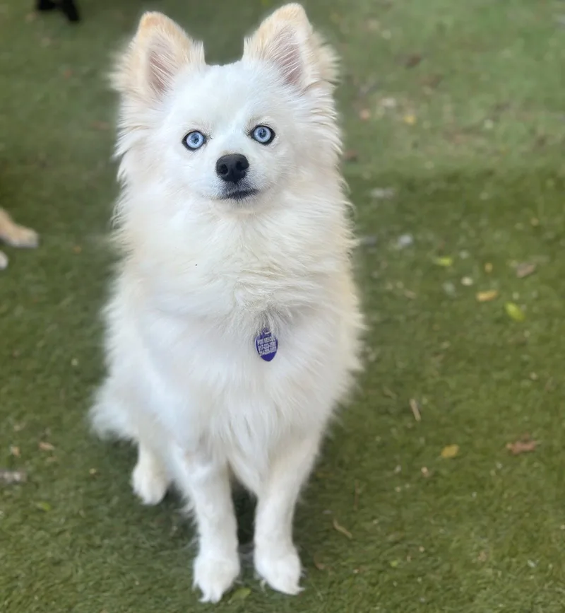 Arctic Blue thumbnail 3