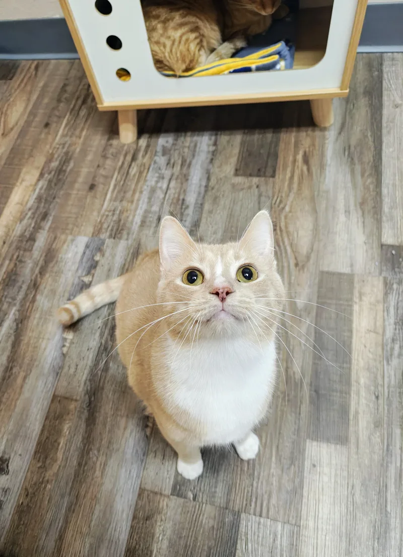 An adult medium-sized male Buff & White Domestic Short Hair cat named Noah & Oliver for adoption in Oconto, WI