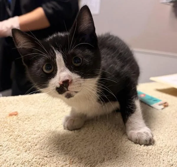 A baby small-sized female Domestic Short Hair cat named Bay for adoption in Oakland, CA