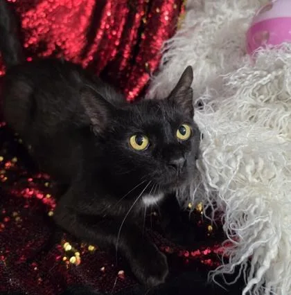 A young small-sized female Domestic Short Hair cat named Dana for adoption in Conway, SC