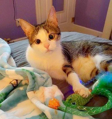 Arabella thumbnail 2