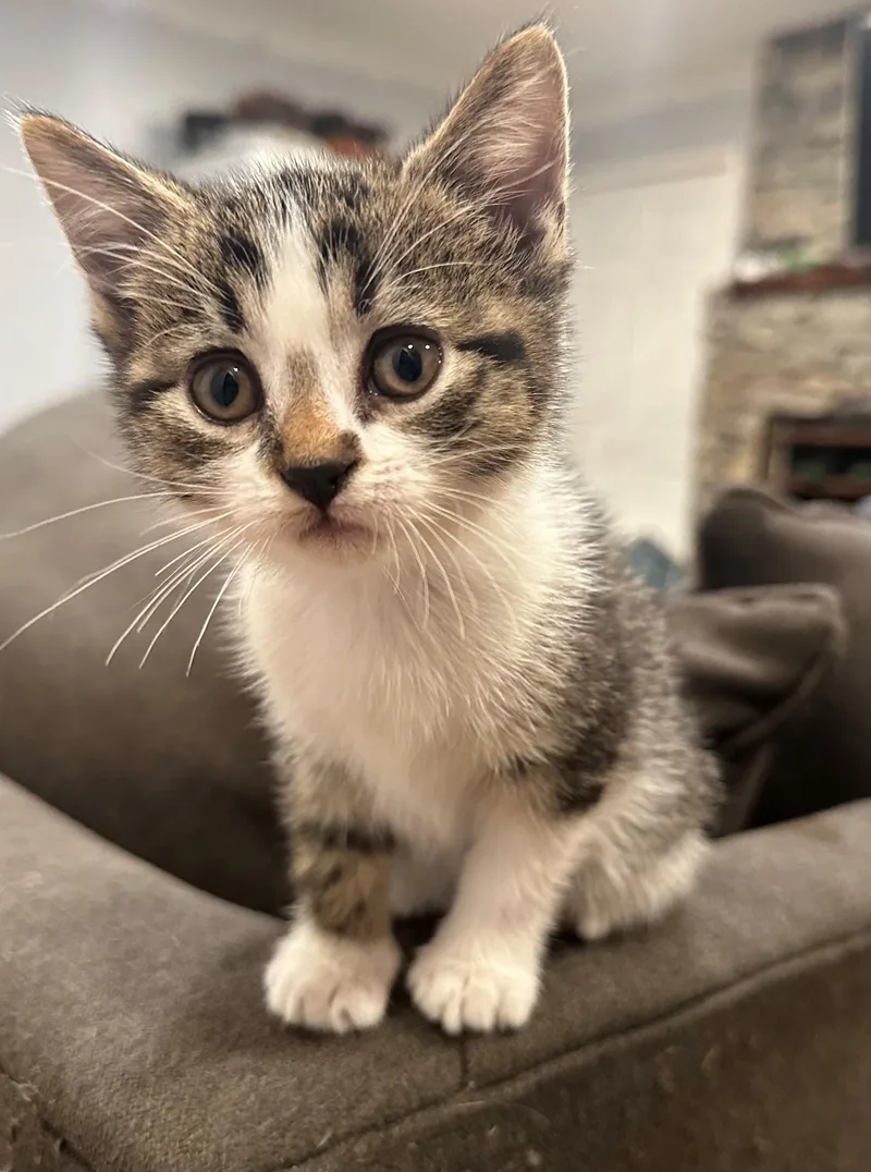 A baby medium-sized female Domestic Short Hair cat named Smudge for adoption in Bayonne, NJ