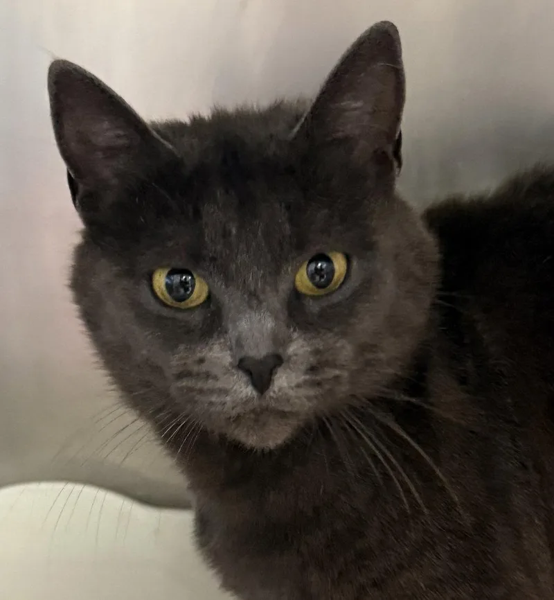 A young small-sized female Gray / Blue / Silver Domestic Short Hair cat named Cinder for adoption in Petaluma, CA