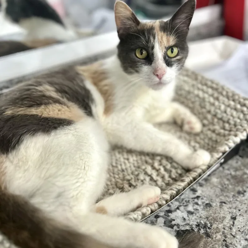 A young medium-sized female Calico Domestic Short Hair cat named Venti for adoption in Manheim, PA