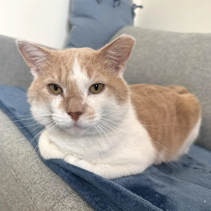 An adult medium-sized male White Domestic Short Hair cat named Tommy for adoption in Long Beach, CA