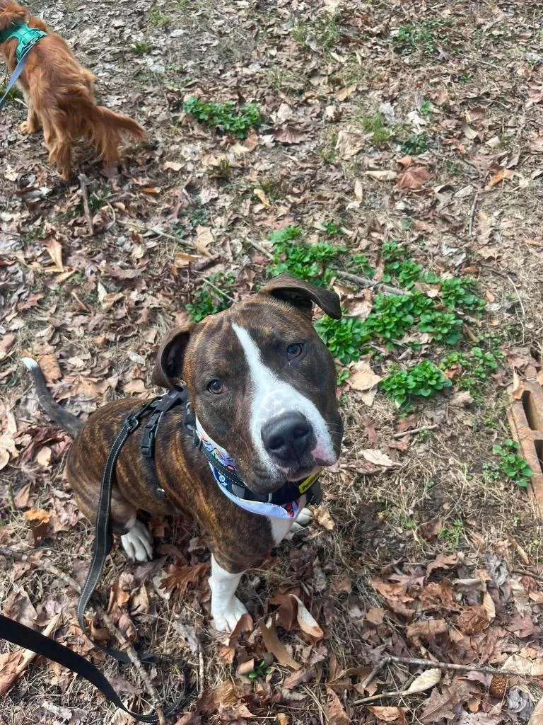 A young medium-sized male Mixed Breed dog named Deebo for adoption in Olean, NY