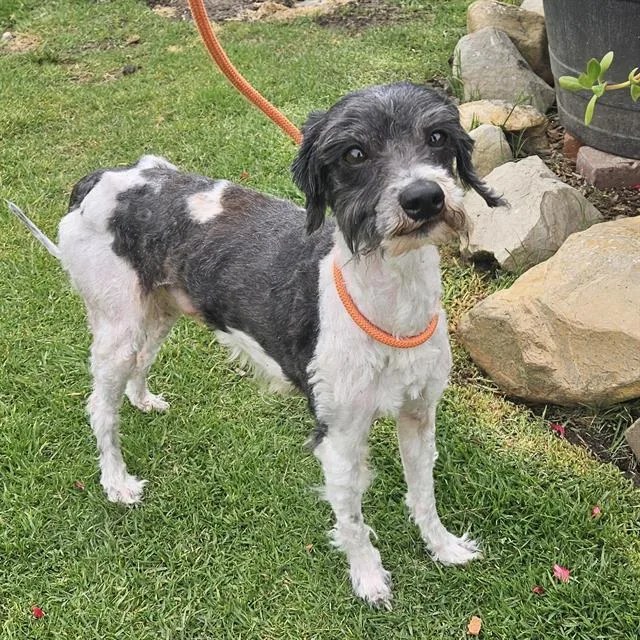 An adult medium-sized male Poodle dog named Mercury for adoption in Camarillo, CA