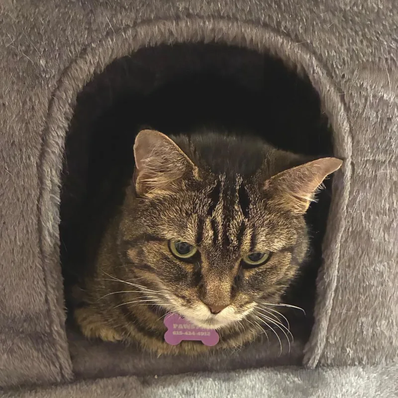 Franklin thumbnail 3