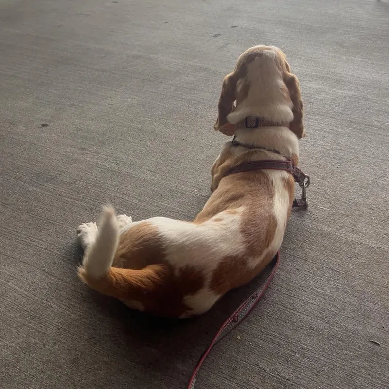 A young medium-sized female White / Cream Basset Hound dog named Penelope for adoption in Knoxville, TN