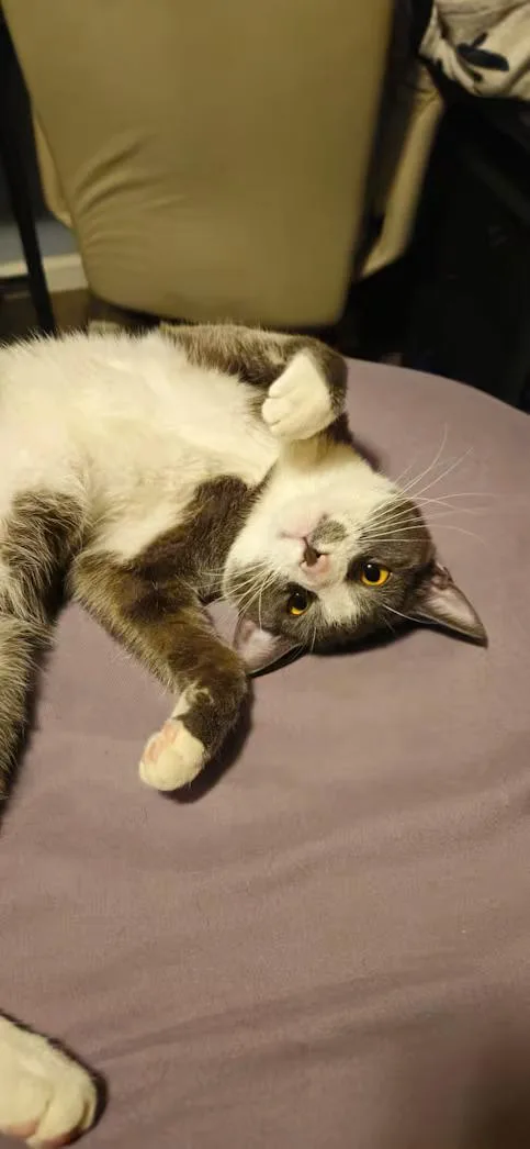 A young medium-sized male Gray & White Domestic Short Hair cat named Yuji for adoption in Greensboro, NC