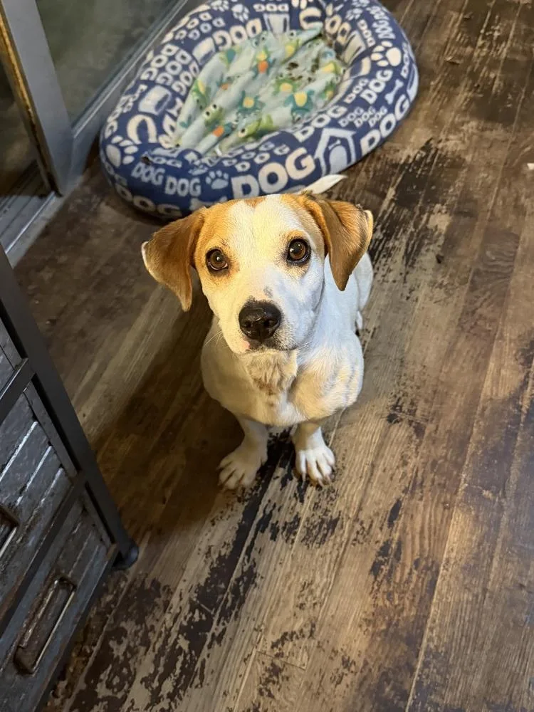 A young small-sized female Beagle dog named Cookie for adoption in Irwin, PA