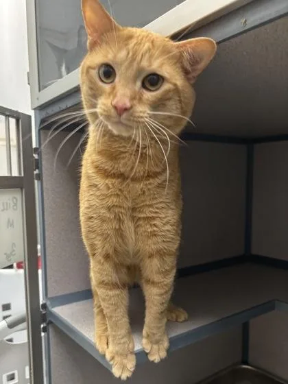 An adult large-sized male Domestic Short Hair cat named Bill I AM for adoption in East Brookfield, MA