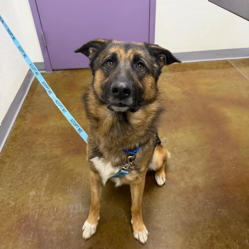 An adult medium-sized male Black German Shepherd Dog dog named Dumbledore for adoption in Albuquerque, NM