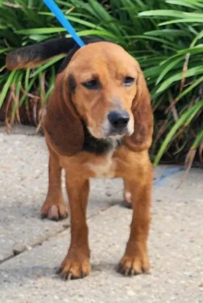 An adult small-sized female Beagle dog named Pecca for adoption in Madison, NJ