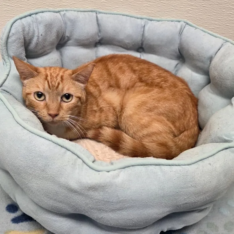 An adult medium-sized male Tabby (Orange / Red) Tabby cat named Minnow for adoption in Greensboro, NC