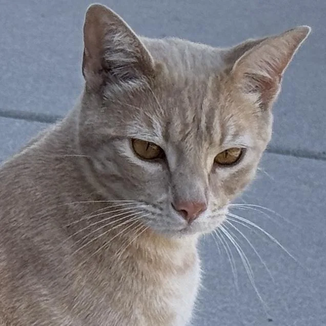 An adult large-sized male Domestic Short Hair cat named Tommy for adoption in Santa Fe, NM