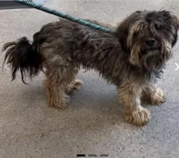 A young small-sized male Mixed Breed dog named Bingo in TX for adoption in Cranston, RI
