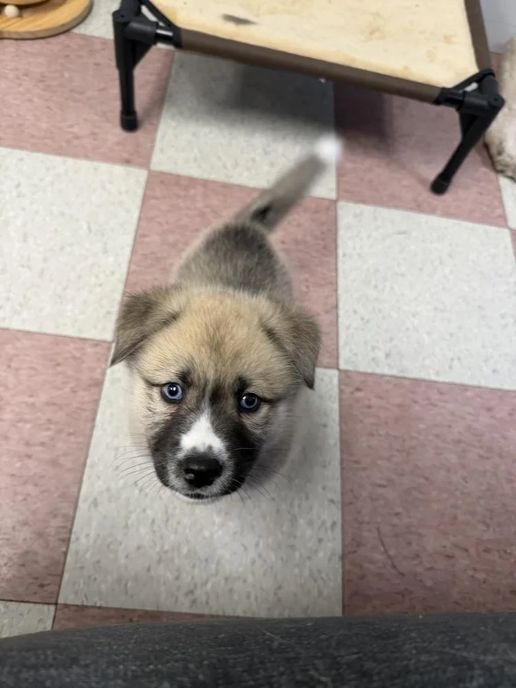 A baby small-sized male White / Cream Husky dog named Valdez for adoption in Ontario, CA