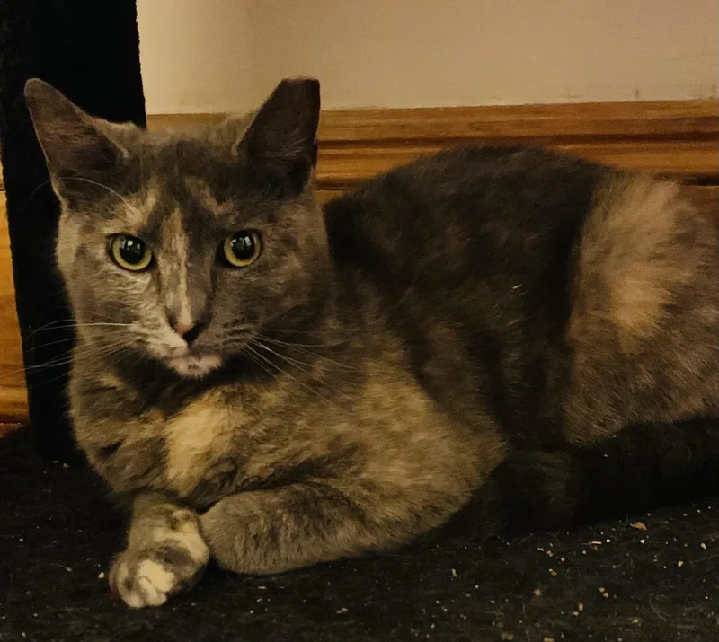 A young medium-sized female Dilute Tortoiseshell Domestic Short Hair cat named Velma for adoption in Troy, NY