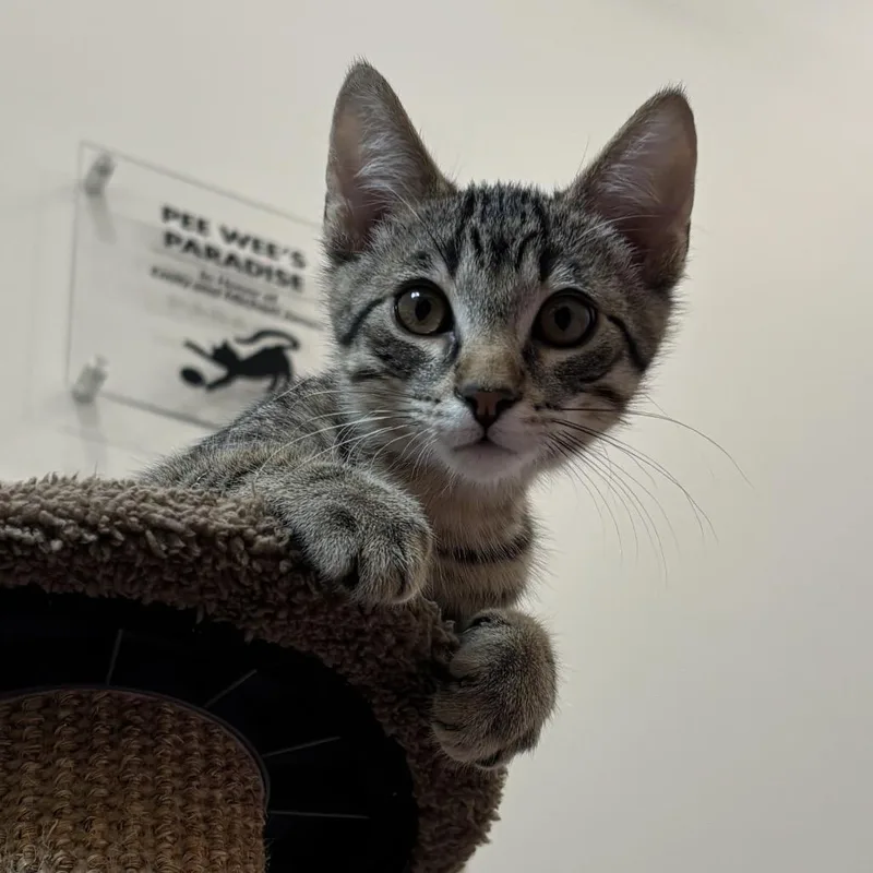 A baby small-sized male Brown / Chocolate Domestic Short Hair cat named Twizzler for adoption in Tuscaloosa, AL