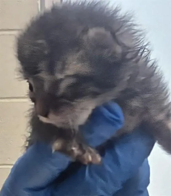 A baby small-sized female Domestic Short Hair cat named Nala for adoption in Tucson, AZ