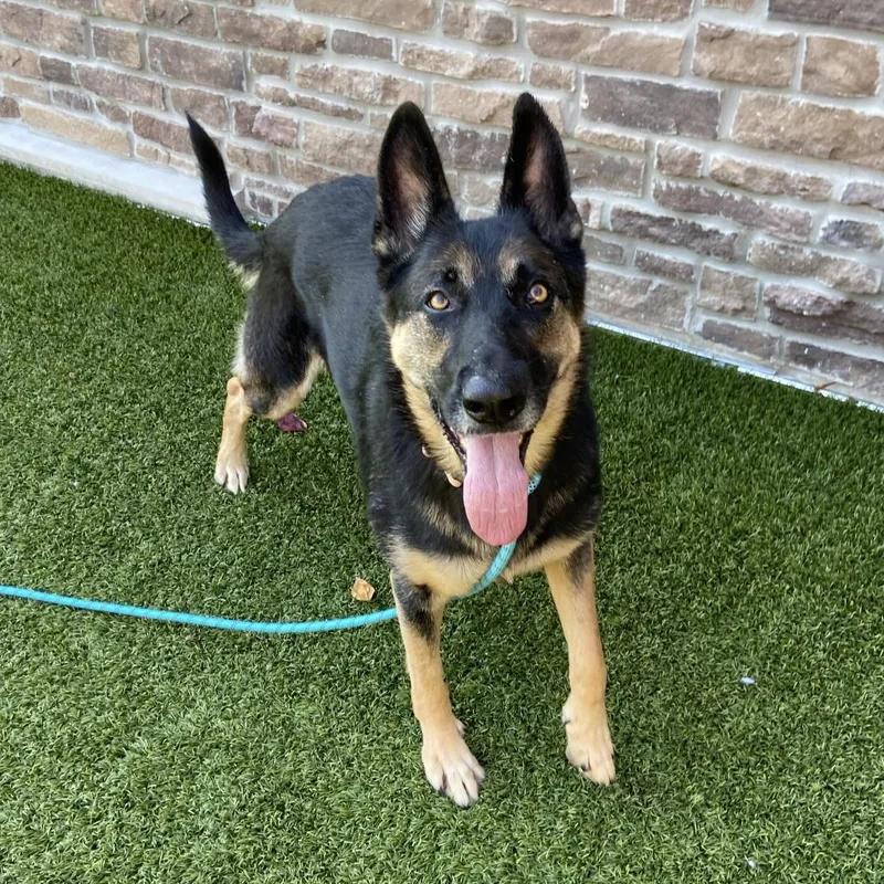 An adult medium-sized female German Shepherd Dog dog named Ava for adoption in Washington Township, OH