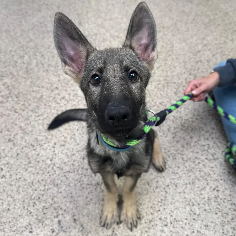 A baby large-sized female German Shepherd Dog dog named Caterina for adoption in Philadelphia, PA