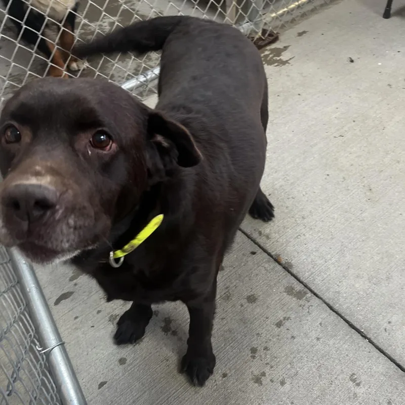 A senior large-sized female Brown / Chocolate Chocolate Labrador Retriever dog named Hope for adoption in Delaware, OH