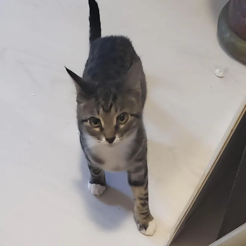A young small-sized male Tabby (Brown / Chocolate) Domestic Short Hair cat named Houdini for adoption in Liverpool, TX