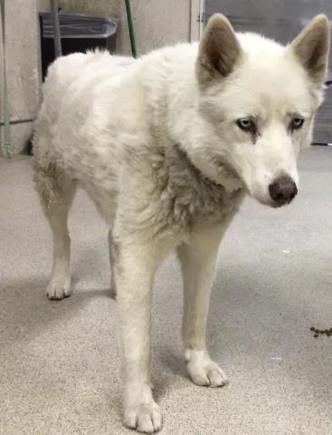 An adult large-sized male Siberian Husky dog named Kaine for adoption in Riverside, CA