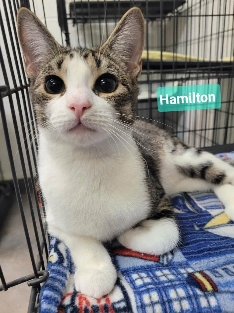 Hamilton thumbnail 2