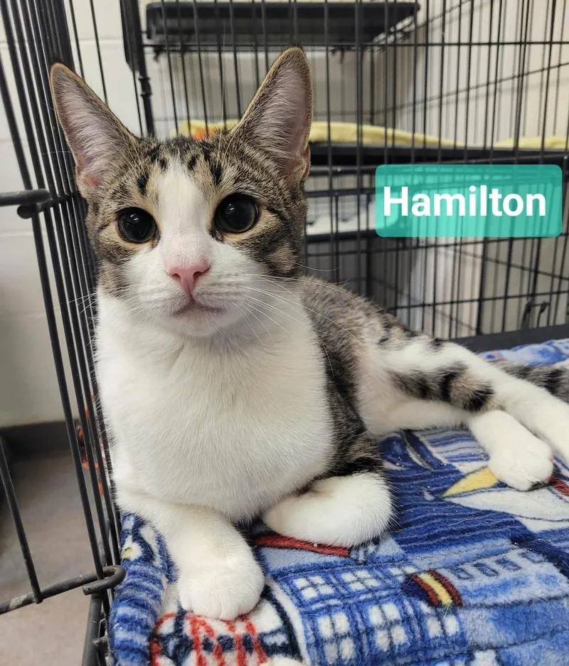 Hamilton thumbnail 3