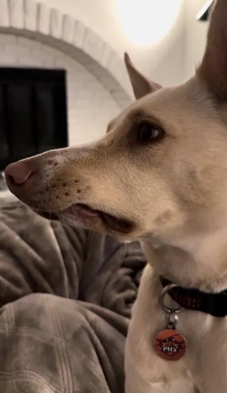 An adult medium-sized female White / Cream Cattle Dog dog named Phoebe for adoption in renton, WA
