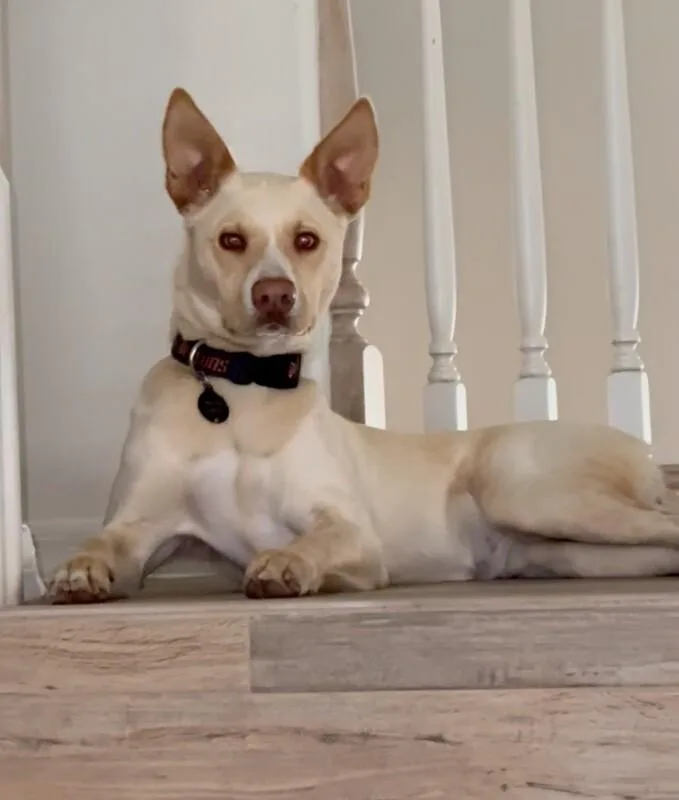 Phoebe thumbnail 2
