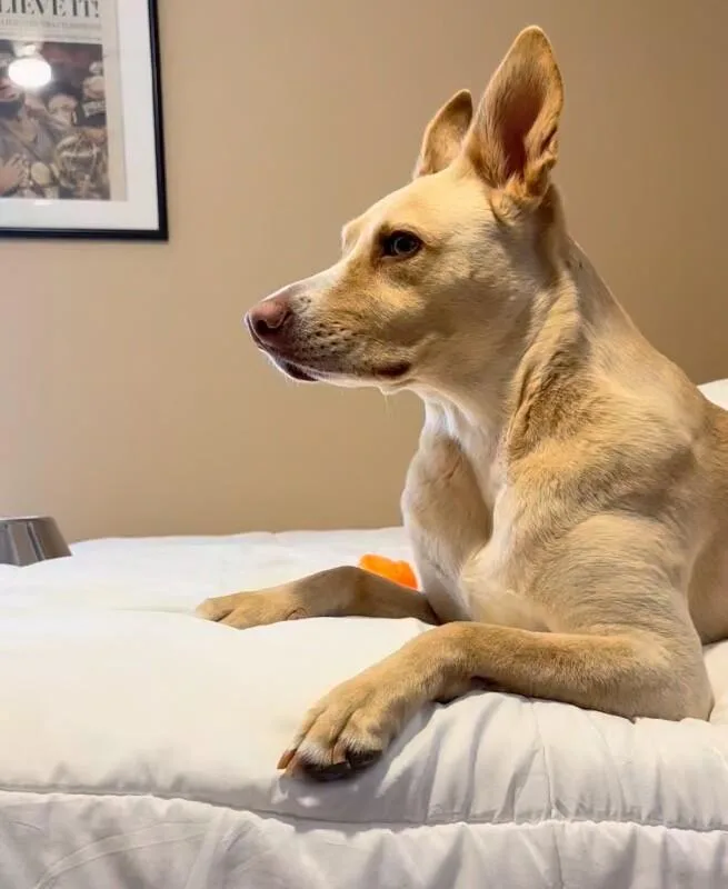 Phoebe thumbnail 5