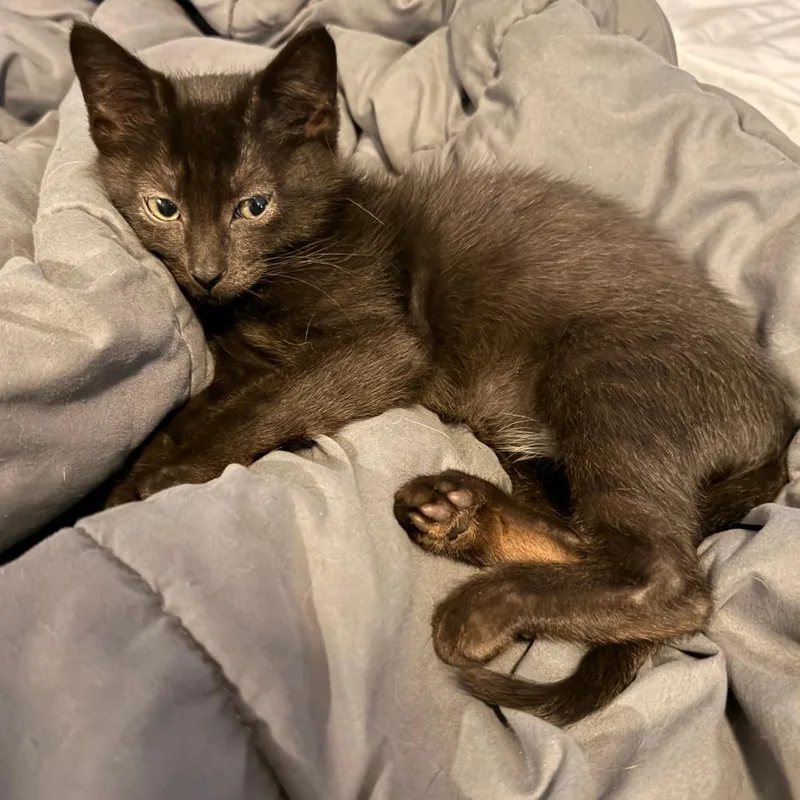 A baby small-sized male Black Domestic Short Hair cat named Lincoln for adoption in Wichita, KS