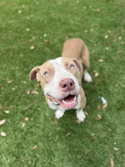 A young medium-sized male Pit Bull Terrier dog named Kaiser for adoption in Daytona Beach, FL