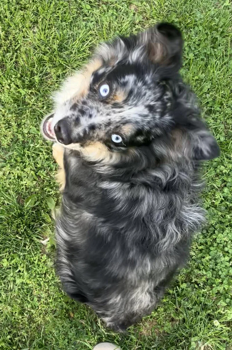 A young medium-sized male Australian Shepherd dog named Sheldon for adoption in Wilmington, DE