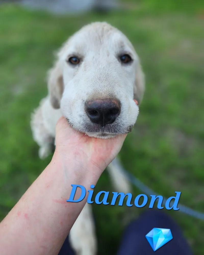 Diamond thumbnail 3