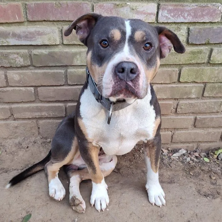 A young large-sized male Pit Bull Terrier dog named Astro for adoption in Little Rock, AR