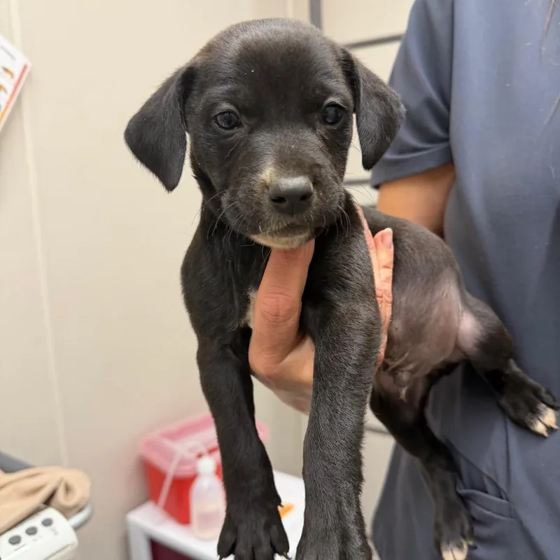 A baby small-sized male Black Pit Bull Terrier dog named Nugget for adoption in Morganton, NC