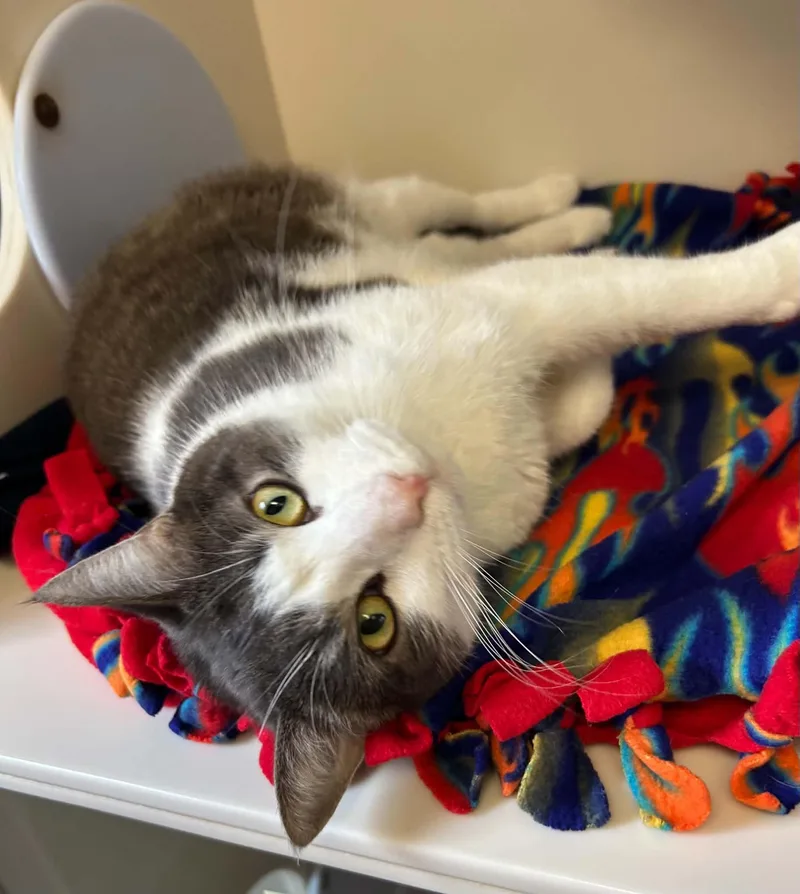 A young large-sized male Gray & White Domestic Short Hair cat named Sullivan for adoption in Elizabethtown, NY
