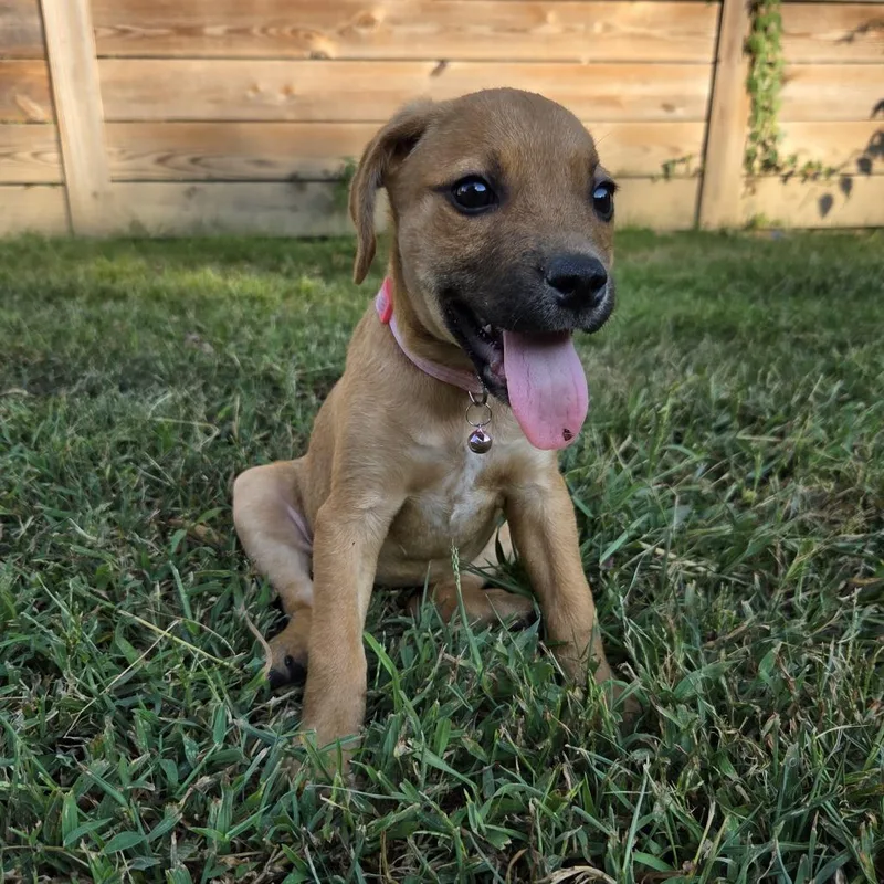 A baby medium-sized female Hound dog named Dot for adoption in Chattanooga, TN