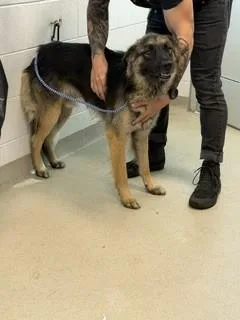 A young large-sized male German Shepherd Dog dog named Yukon for adoption in Haw River, NC