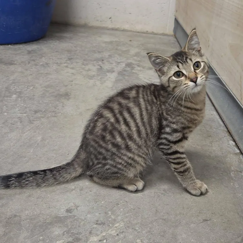 A young medium-sized male Tabby (Brown / Chocolate) Domestic Short Hair cat named Criss Cross for adoption in Chilton, WI