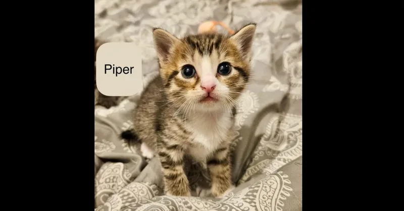 A baby small-sized male Domestic Short Hair cat named Piper for adoption in Chalfont, PA