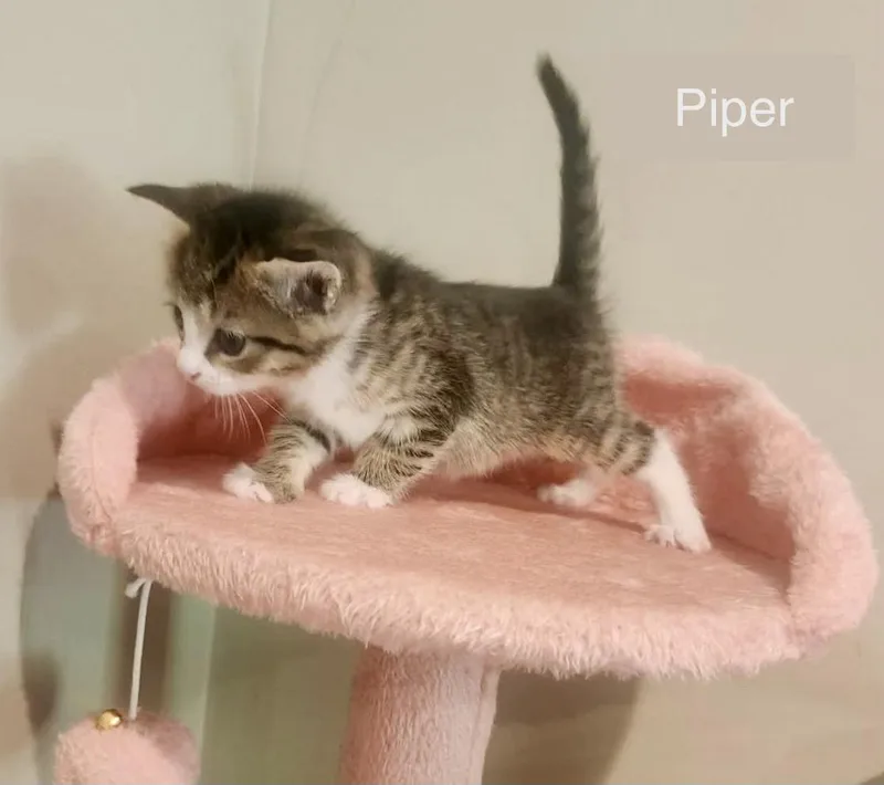 Piper thumbnail 2