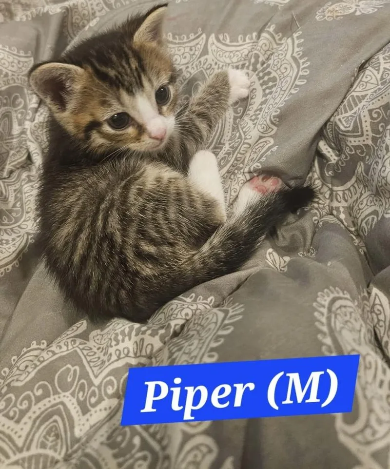 Piper thumbnail 4
