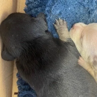 A baby small-sized female Black Chihuahua dog named Ocean for adoption in Long Beach, CA