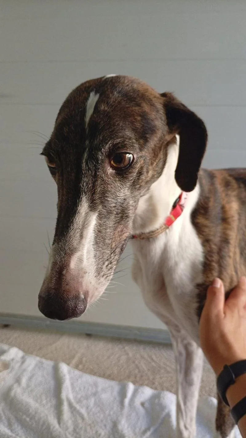 A young medium-sized male Galgo Spanish Greyhound dog named Miura for adoption in Winter Park, FL
